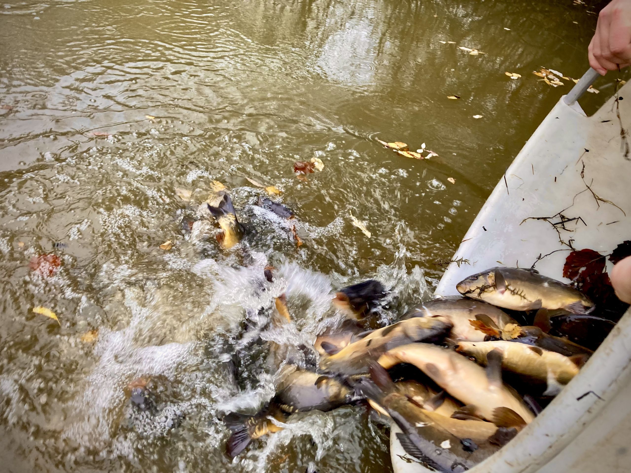 Fischbesatz in den Vereinsgewässern